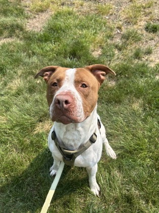 Shelter Stray Male Dog last seen Golf Rd by Burger King, City of Eau Claire, WI, 3900 Old Town Hall Rd, Eau Claire, WI 54701, USA