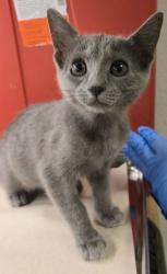 Shelter Stray Female Cat last seen E Clinton and N Bond, Fresno Zone Fresno CO 2 93703, CA, 1510 W Dan Ronquillo Dr, Fresno, CA 93706, USA