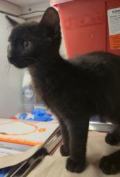 Shelter Stray Male Cat last seen E North Ave & S Sunnyside Ave, Fresno Zone Fresno CO 1A 93725, CA, 1510 W Dan Ronquillo Dr, Fresno, CA 93706, USA
