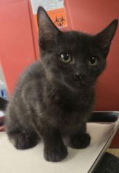 Shelter Stray Male Cat last seen E North Ave & S Sunnyside Ave, Fresno Zone Fresno CO 1A 93725, CA, 1510 W Dan Ronquillo Dr, Fresno, CA 93706, USA