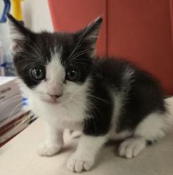 Shelter Stray Male Cat last seen Near w Dan Ronquillo Dr, FHAS (On Site), CA, 1510 W Dan Ronquillo Dr, Fresno, CA 93706, USA