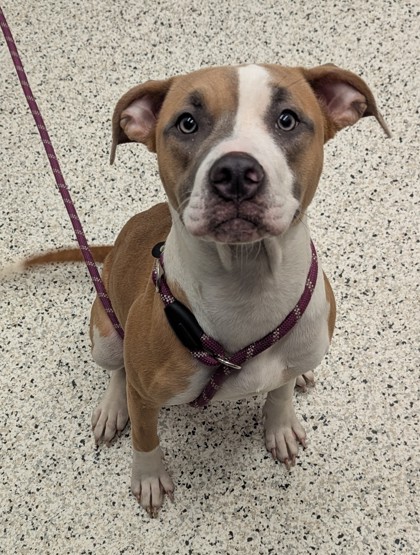 Shelter Stray Female Dog last seen Godby Road, College Park, GA, 1251 Fulton Industrial Blvd NW, Atlanta, GA 30336, USA