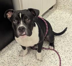 Shelter Stray Male Dog last seen Near Glennhurst Ln SW, Atlanta, GA, 1251 Fulton Industrial Blvd NW, Atlanta, GA 30336, USA