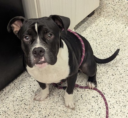 Shelter Stray Male Dog last seen Near Glennhurst Ln SW, Atlanta, GA, 1251 Fulton Industrial Blvd NW, Atlanta, GA 30336, USA