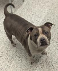 Shelter Stray Female Dog last seen 396-B3 BROWNLEE RD SW,, Atlanta, GA, 1251 Fulton Industrial Blvd NW, Atlanta, GA 30336, USA