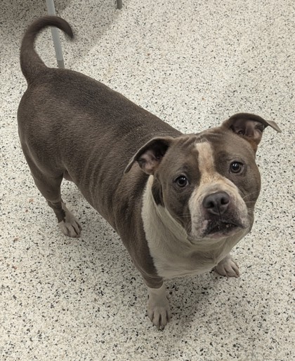 Shelter Stray Female Dog last seen 396-B3 BROWNLEE RD SW,, Atlanta, GA, 1251 Fulton Industrial Blvd NW, Atlanta, GA 30336, USA