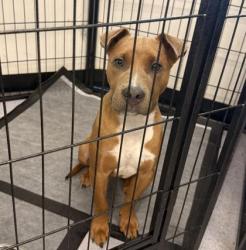 Shelter Stray Male Dog last seen 29th Street West Oakland, Oakland, CA, 1101 29th Ave, Oakland, CA 94601, USA