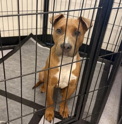 Shelter Stray Male Dog last seen 29th Street West Oakland, Oakland, CA, 1101 29th Ave, Oakland, CA 94601, USA