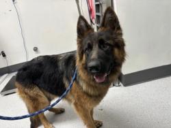 Shelter Stray Female Dog last seen , , CA, 1101 29th Ave, Oakland, CA 94601, USA