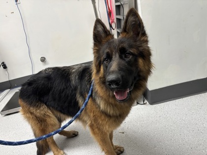 Shelter Stray Female Dog last seen , , CA, 1101 29th Ave, Oakland, CA 94601, USA
