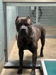 Shelter Stray Male Dog last seen , , CA, 1101 29th Ave, Oakland, CA 94601, USA