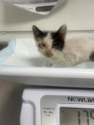Shelter Stray Female Cat last seen Dumped in OAS front parking lot this morning, Oakland,, 1101 29th Ave, Oakland, CA 94601, USA