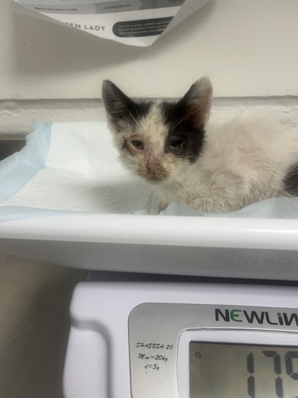 Shelter Stray Female Cat last seen Dumped in OAS front parking lot this morning, Oakland,, 1101 29th Ave, Oakland, CA 94601, USA