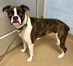 Shelter Stray Male Dog last seen Near Brookhaven Ave NE, Atlanta, GA 30319, 30319, GA, 3280 Chamblee Dunwoody Rd, Chamblee, GA 30341, USA
