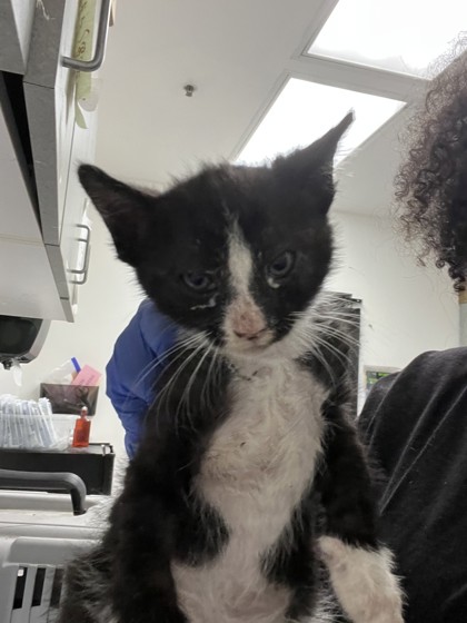 Shelter Stray Male Cat last seen Dumped in OAS front parking lot this morning, Oakland,, 1101 29th Ave, Oakland, CA 94601, USA