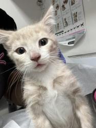 Shelter Stray Female Cat last seen , , CA, 1101 29th Ave, Oakland, CA 94601, USA