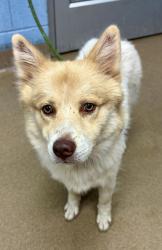 Shelter Stray Male Dog last seen Near Oakcliff Rd, Atlanta, GA 30340, 30340, GA, 3280 Chamblee Dunwoody Rd, Chamblee, GA 30341, USA