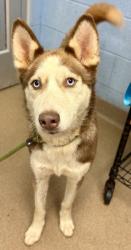 Shelter Stray Female Dog last seen Near Glenside Court, 30088, GA, 3280 Chamblee Dunwoody Rd, Chamblee, GA 30341, USA