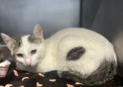 Shelter Stray Female Cat last seen , , GA, 3280 Chamblee Dunwoody Rd, Chamblee, GA 30341, USA