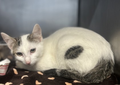 Shelter Stray Female Cat last seen , , GA, 3280 Chamblee Dunwoody Rd, Chamblee, GA 30341, USA