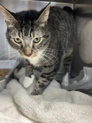 Shelter Stray Male Cat last seen , , GA, 3280 Chamblee Dunwoody Rd, Chamblee, GA 30341, USA