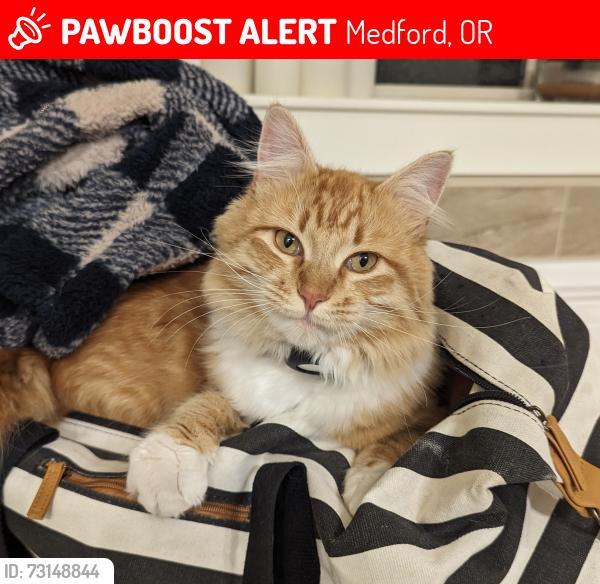 Lost Male Cat last seen Foothill and McAndrews, Medford, OR 97504