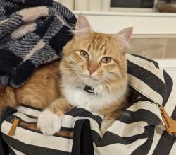 Lost Male Cat last seen Foothill and McAndrews, Medford, OR 97504