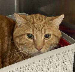 Shelter Stray Unknown Cat last seen W 62nd Ln/Cole way, Arvada, CO, 80004, 580 McIntyre St, Golden, CO 80401, USA
