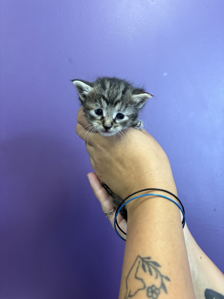 Shelter Stray Female Cat last seen Near S 1040 E, MILLCREEK, UT, 84124, 511 W 3900 S, Salt Lake City, UT 84123, USA