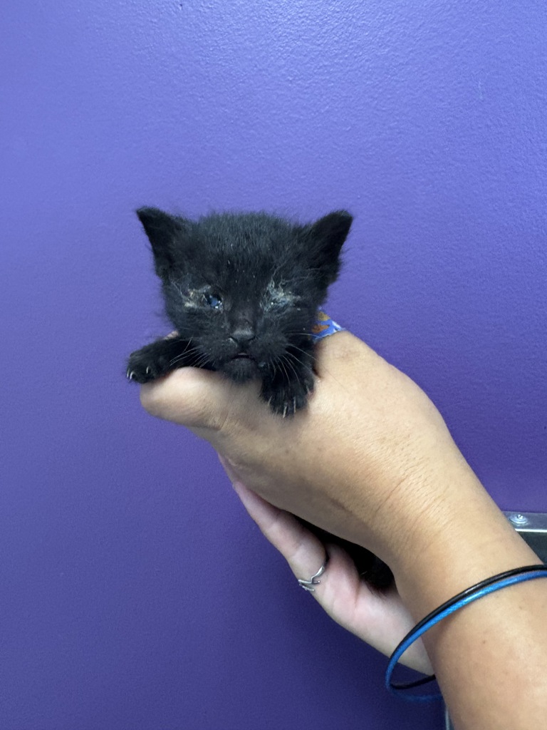 Shelter Stray Male Cat last seen Near S 1040 E, MILLCREEK, UT, 84124, 511 W 3900 S, Salt Lake City, UT 84123, USA