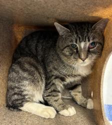 Shelter Stray Male Cat last seen NE 100th ave and NE Glisan, OR, 1700 W Historic Columbia River Hwy, Troutdale, OR 97060, USA