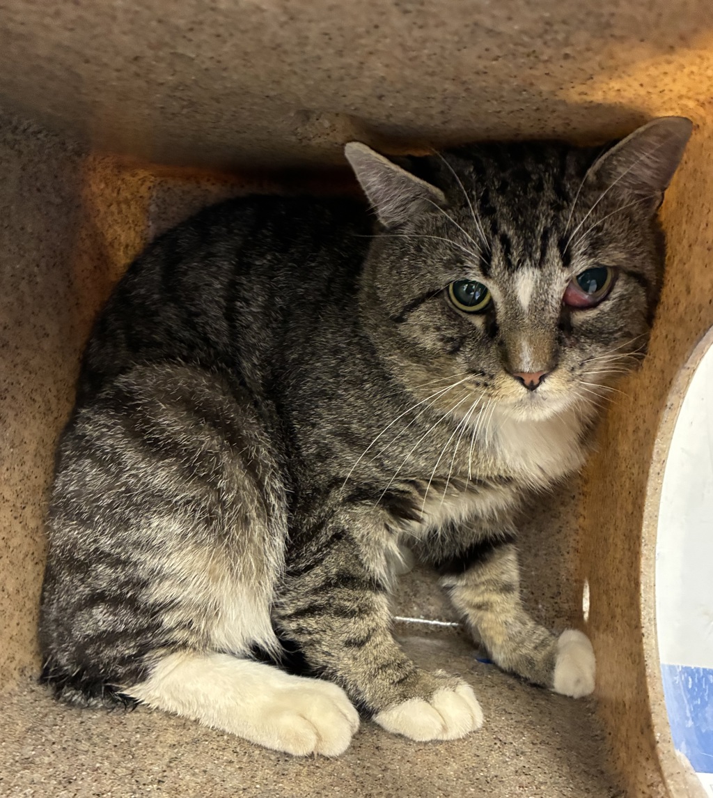 Shelter Stray Male Cat last seen NE 100th ave and NE Glisan, OR, 1700 W Historic Columbia River Hwy, Troutdale, OR 97060, USA