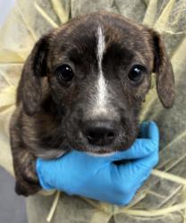 Shelter Stray Female Dog last seen Oswego, OR, 1700 W Historic Columbia River Hwy, Troutdale, OR 97060, USA