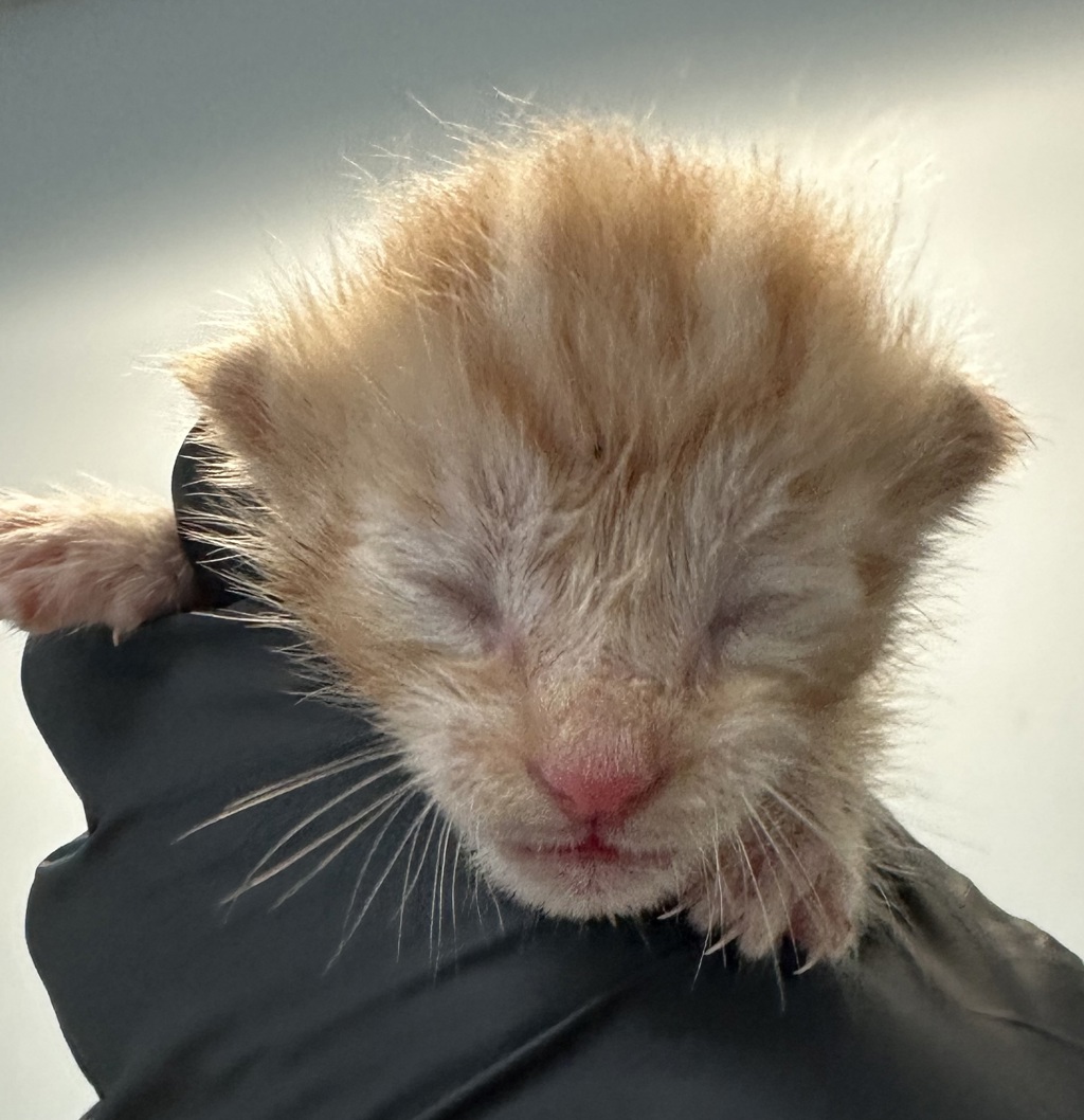 Shelter Stray Male Cat last seen Near Third Avenue, San Diego, CA, 92103, 5500 Gaines St, San Diego, CA 92110, USA