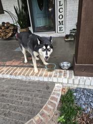 Reunited Female Dog last seen Waldrip Cir, Georgia 30506, USA, Forsyth County, GA 30506