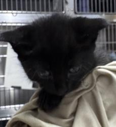 Shelter Stray Female Cat last seen Near E Grand Street, Escondido, CA, 92027, Escondido, CA 92027, USA