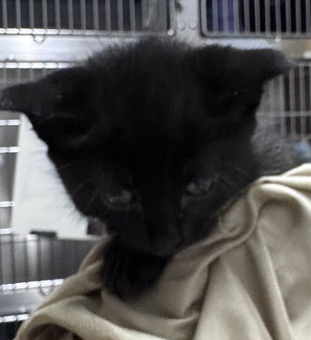 Shelter Stray Female Cat last seen Near E Grand Street, Escondido, CA, 92027, Escondido, CA 92027, USA