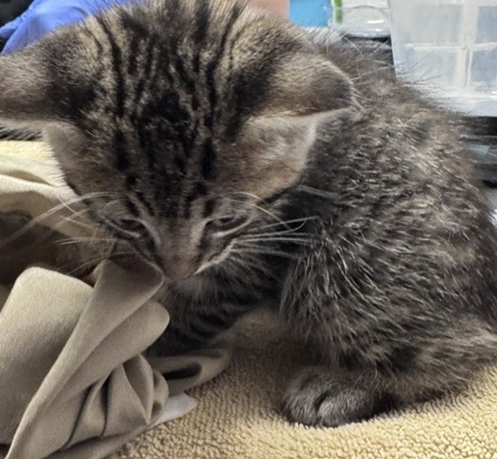 Shelter Stray Female Cat last seen Near E Grand Street, Escondido, CA, 92027, Escondido, CA 92027, USA