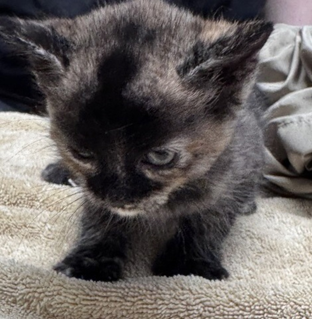 Shelter Stray Female Cat last seen Near E Grand Street, Escondido, CA, 92027, Escondido, CA 92027, USA
