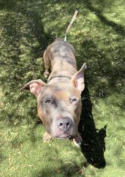 Shelter Stray Male Dog last seen Near E Valley Parkway, Escondido, CA, 92027, Escondido, CA 92027, USA
