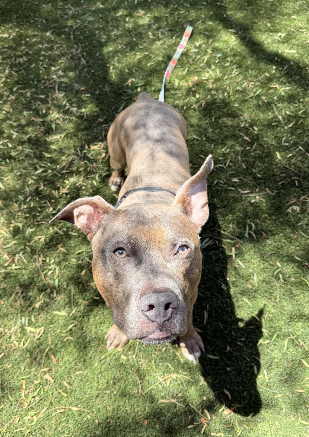 Shelter Stray Male Dog last seen Near E Valley Parkway, Escondido, CA, 92027, Escondido, CA 92027, USA