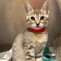 Shelter Stray Female Cat last seen , 3607 N Armenia Ave, Tampa, FL 33607, USA
