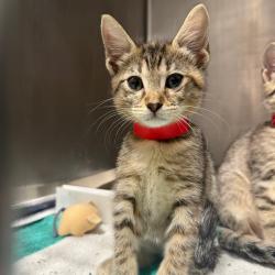 Shelter Stray Female Cat last seen , 3607 N Armenia Ave, Tampa, FL 33607, USA