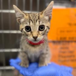 Shelter Stray Female Cat last seen , 3607 N Armenia Ave, Tampa, FL 33607, USA