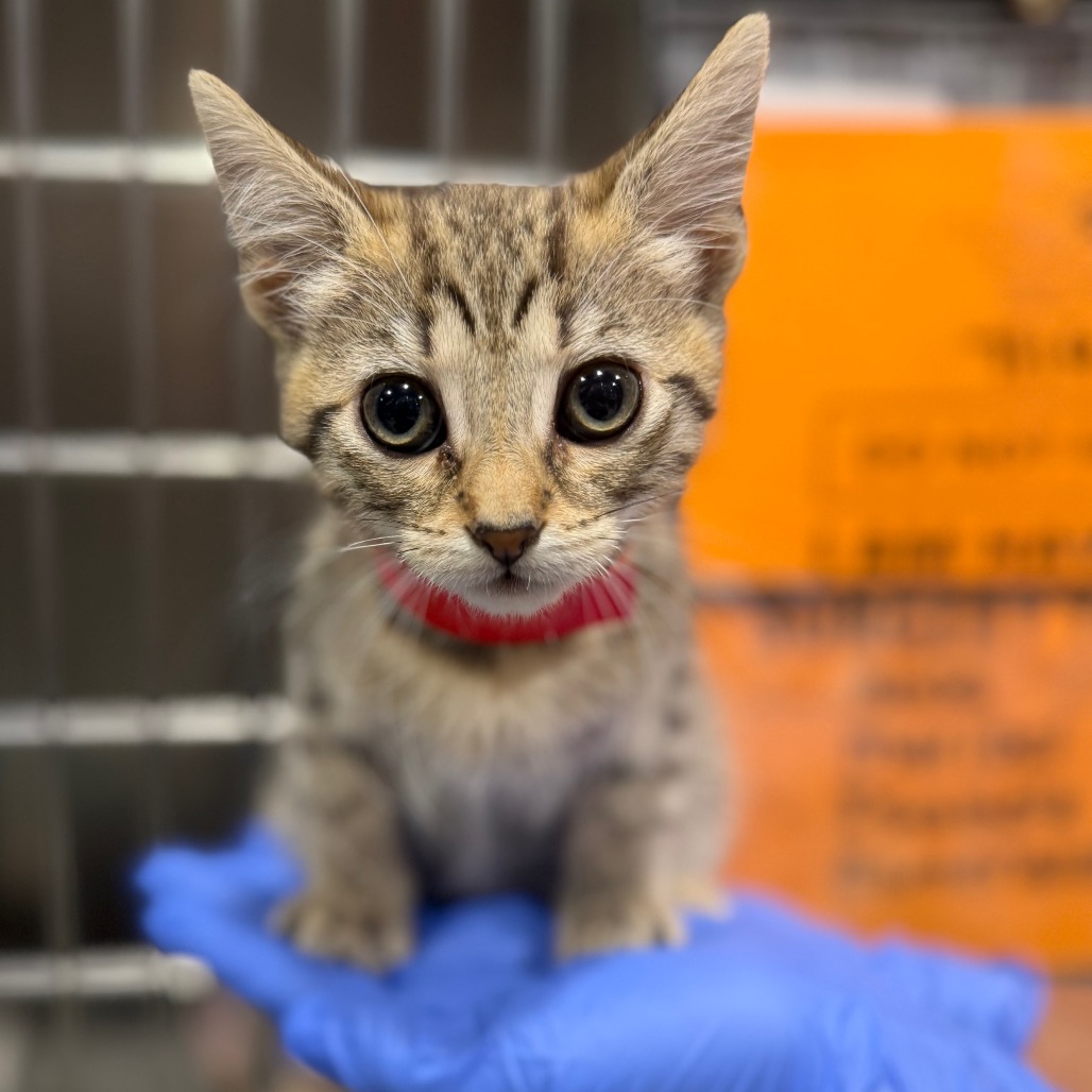 Shelter Stray Female Cat last seen , 3607 N Armenia Ave, Tampa, FL 33607, USA