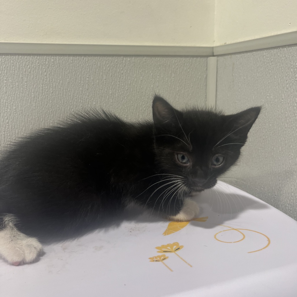 Shelter Stray Male Cat last seen , 3607 N Armenia Ave, Tampa, FL 33607, USA