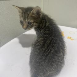 Shelter Stray Male Cat last seen , 3607 N Armenia Ave, Tampa, FL 33607, USA