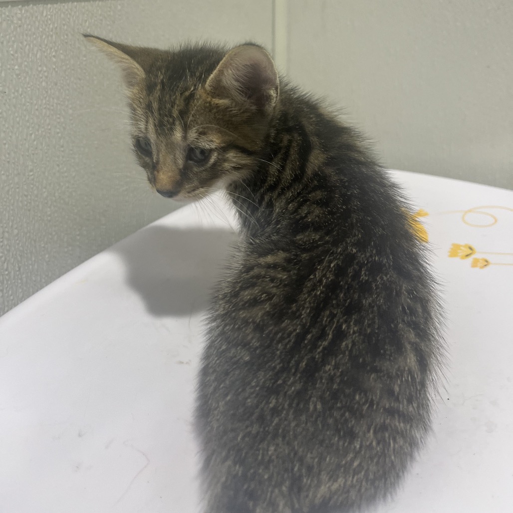 Shelter Stray Male Cat last seen , 3607 N Armenia Ave, Tampa, FL 33607, USA