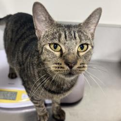 Shelter Stray Female Cat last seen , 3607 N Armenia Ave, Tampa, FL 33607, USA