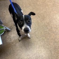 Shelter Stray Male Dog last seen , 4575 E Mesquite Ave, Palm Springs, CA 92264, USA